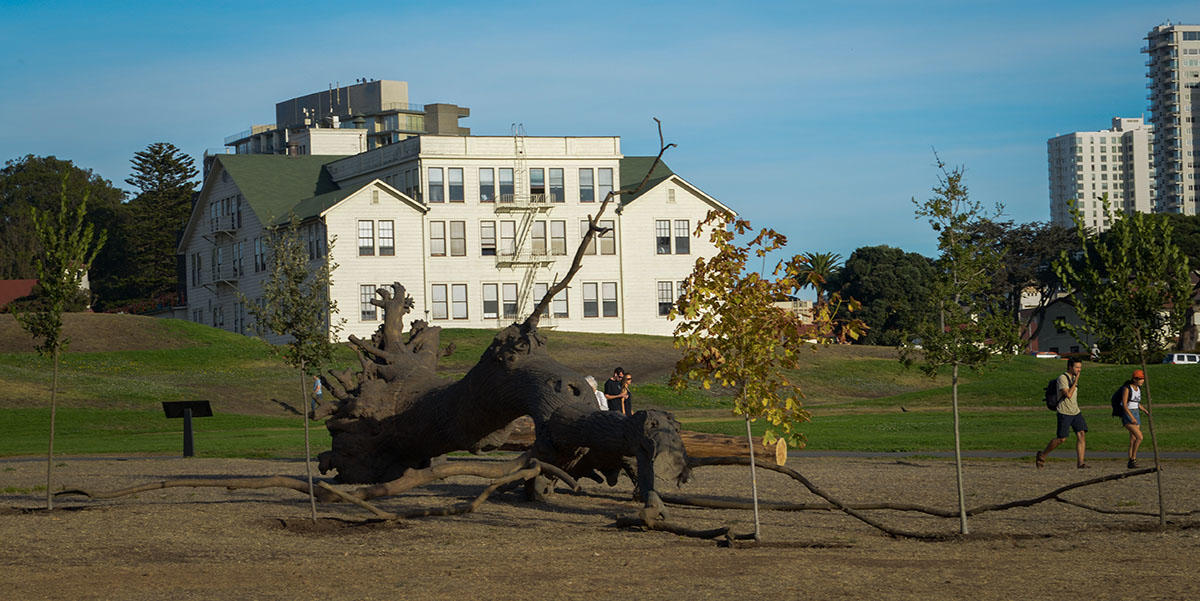 Giuseppe Penone's "La logica del vegetale" on display at upper Fort Mason