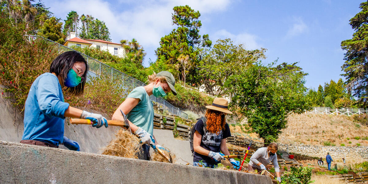 Volunteers are at work in an expansive garden.