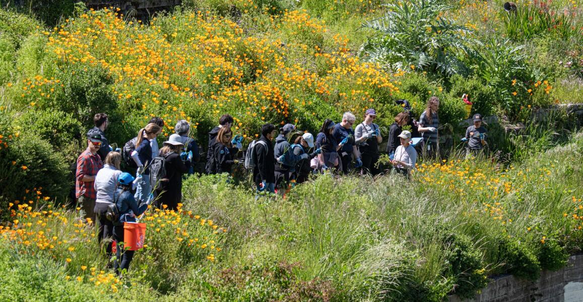 Volunteers gather and prepare to begin a volunteer project surrounded by California poppies at the Black Point Historic Gardens at Fort Mason