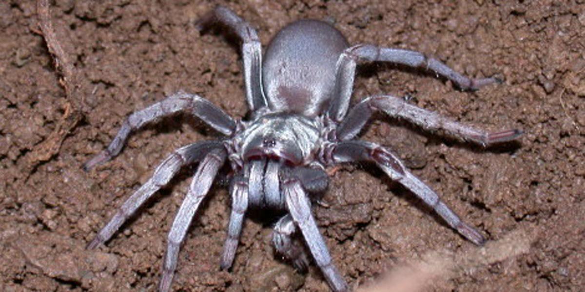 Calisoga spider
