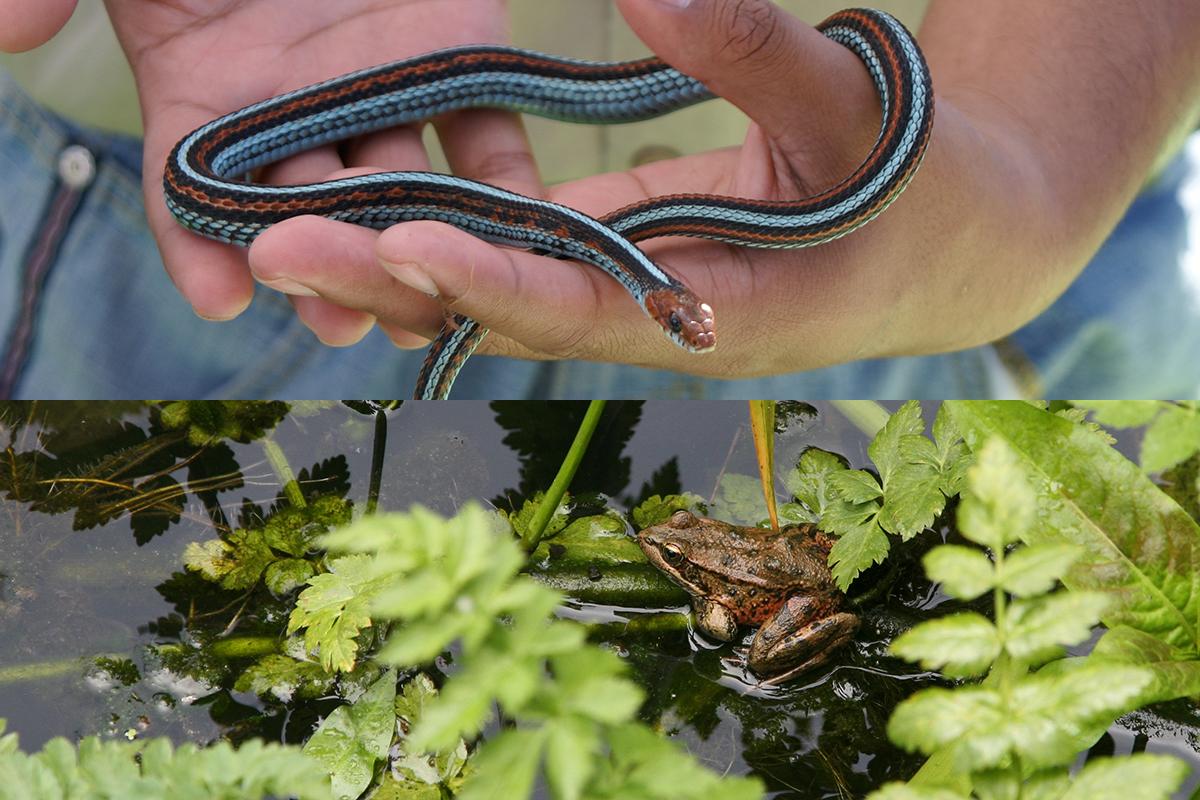 California red-legged frog and San Francisco garter snake California red-legged frog and San Francisco garter snake