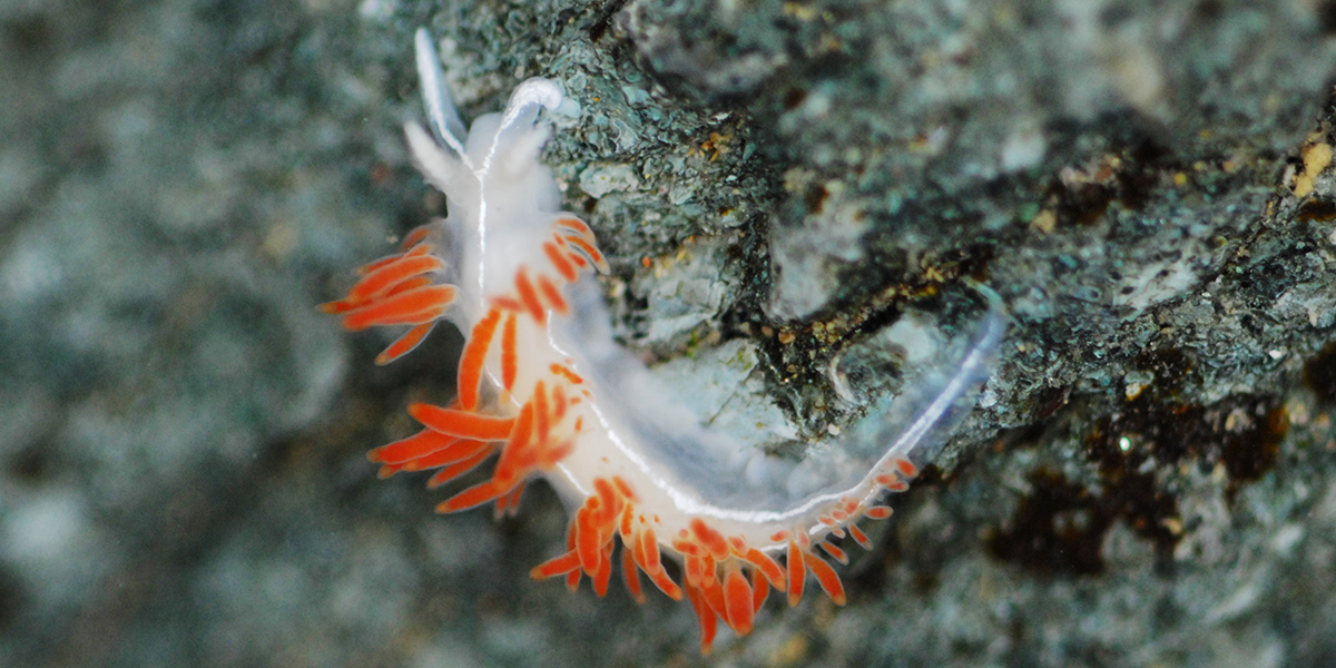 Nudibranch observed in a park tidepool