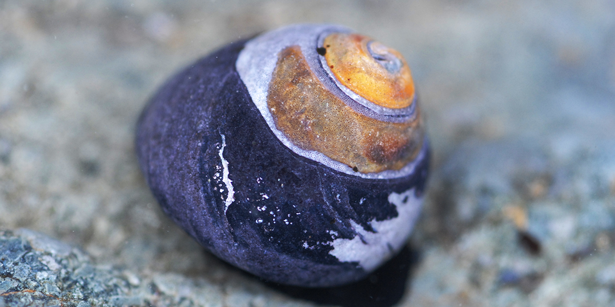 Snail observed in a park tidepool