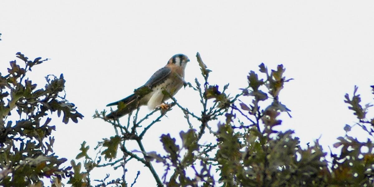 A small bird sits in the center on a branch with a white sky background and many green oak leaves and brownish twigs below.