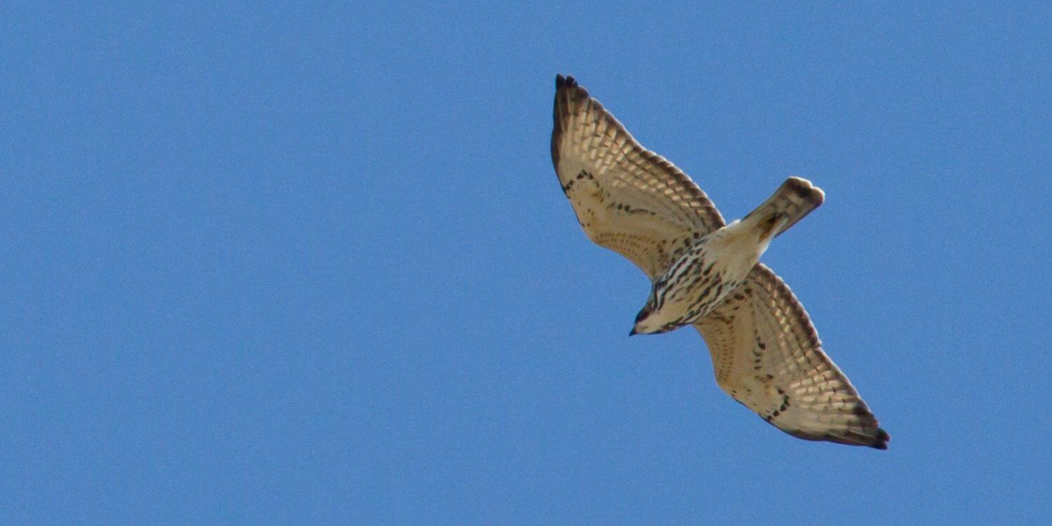 A white and brown Broad-winged Hawk soars against a blue sky.