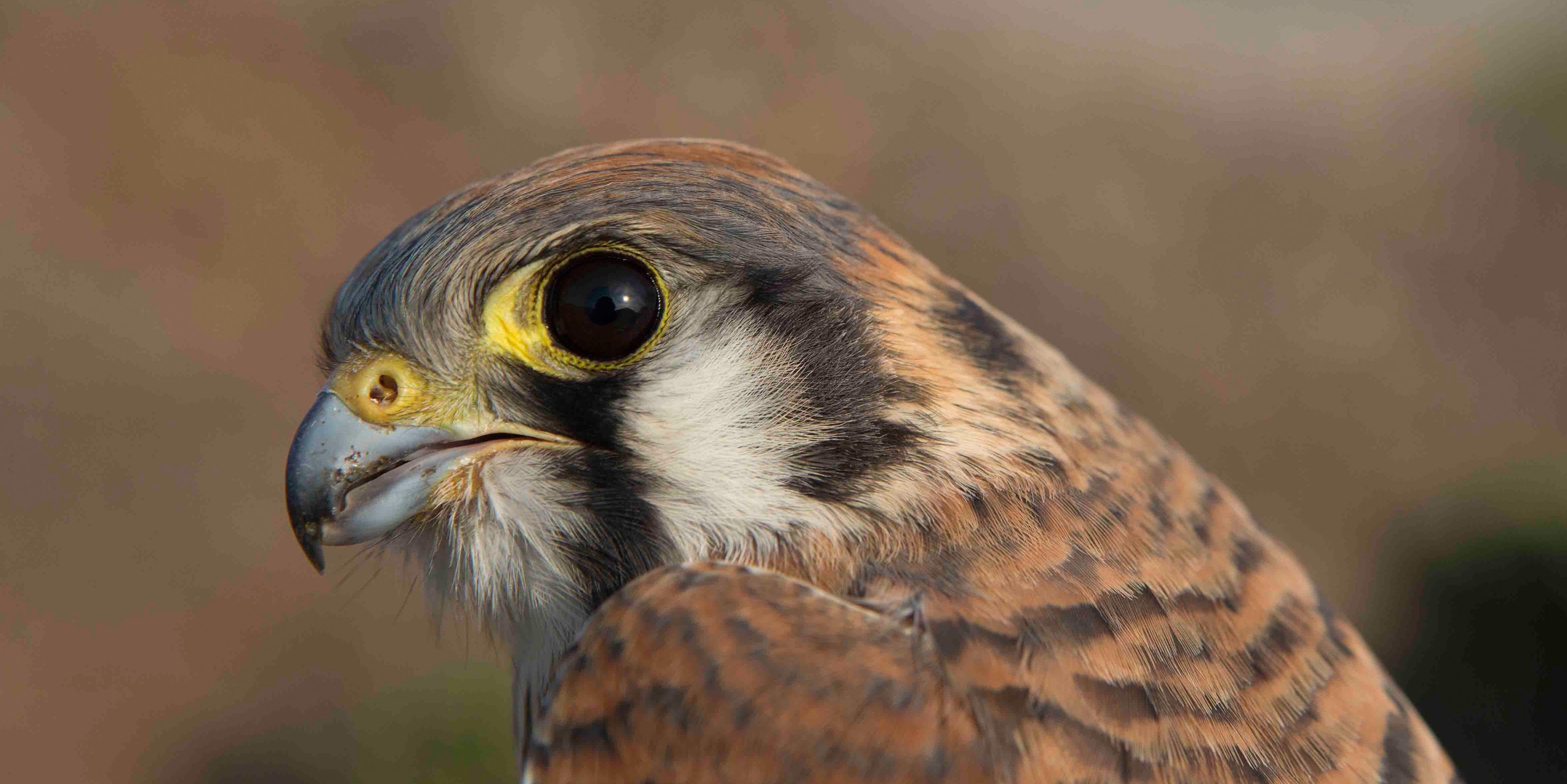 Close-up of a kestrel's face.