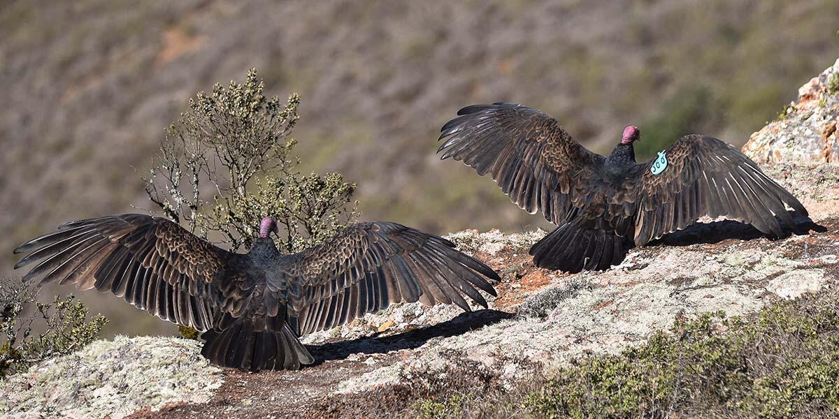 Two Turkey Vultures, one bearing the GGRO blue wing-tag 368R, bask on the outcropping below Hawk Hill