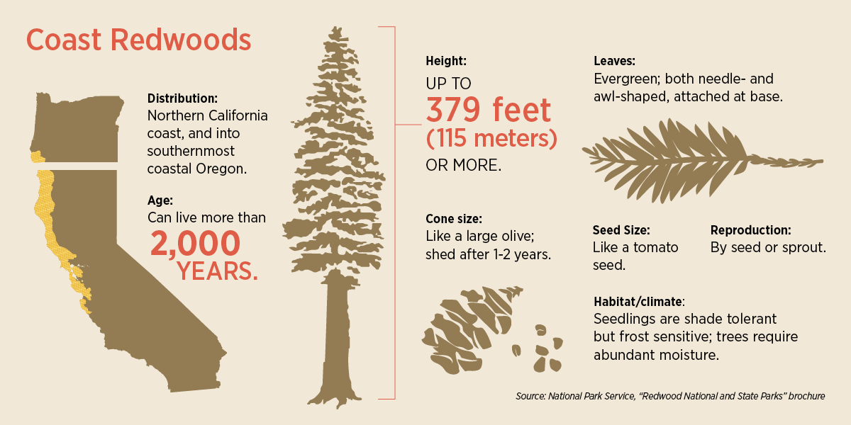 Coast Redwood Info