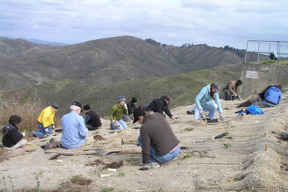 Volunteers planting at Hawk Hill