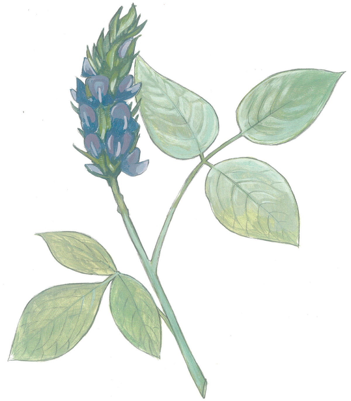 Illustration of leather root plant by Grey Arena.