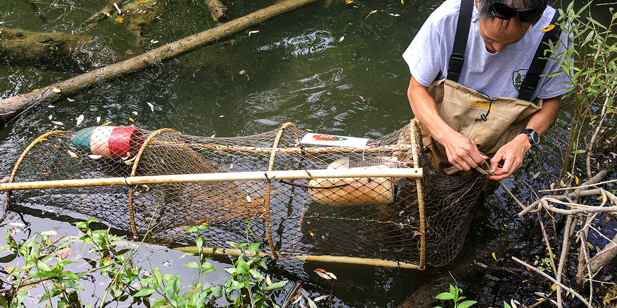 Western Pond Turtle Release