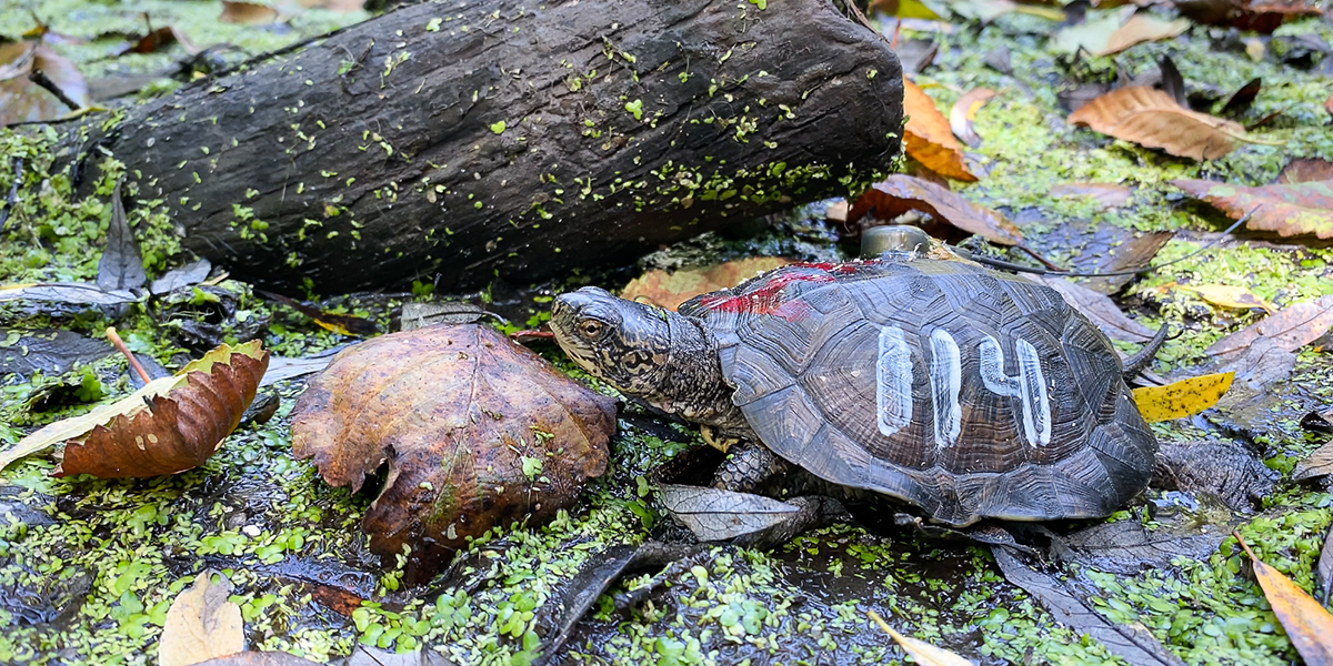 Western Pond Turtle Release