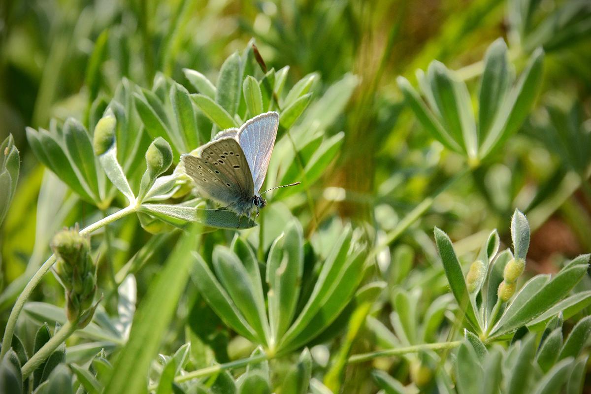 Mission blue butterfly on lupine plants