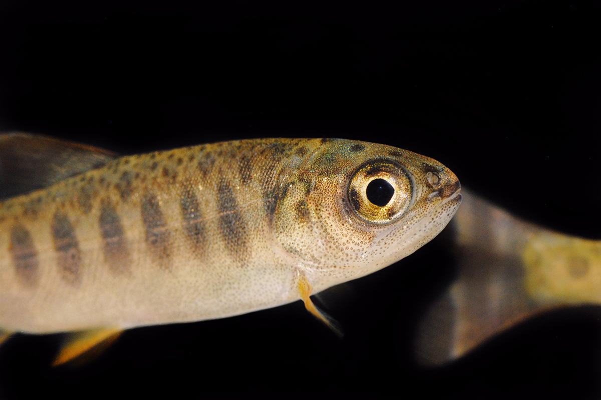 Young coho salmon