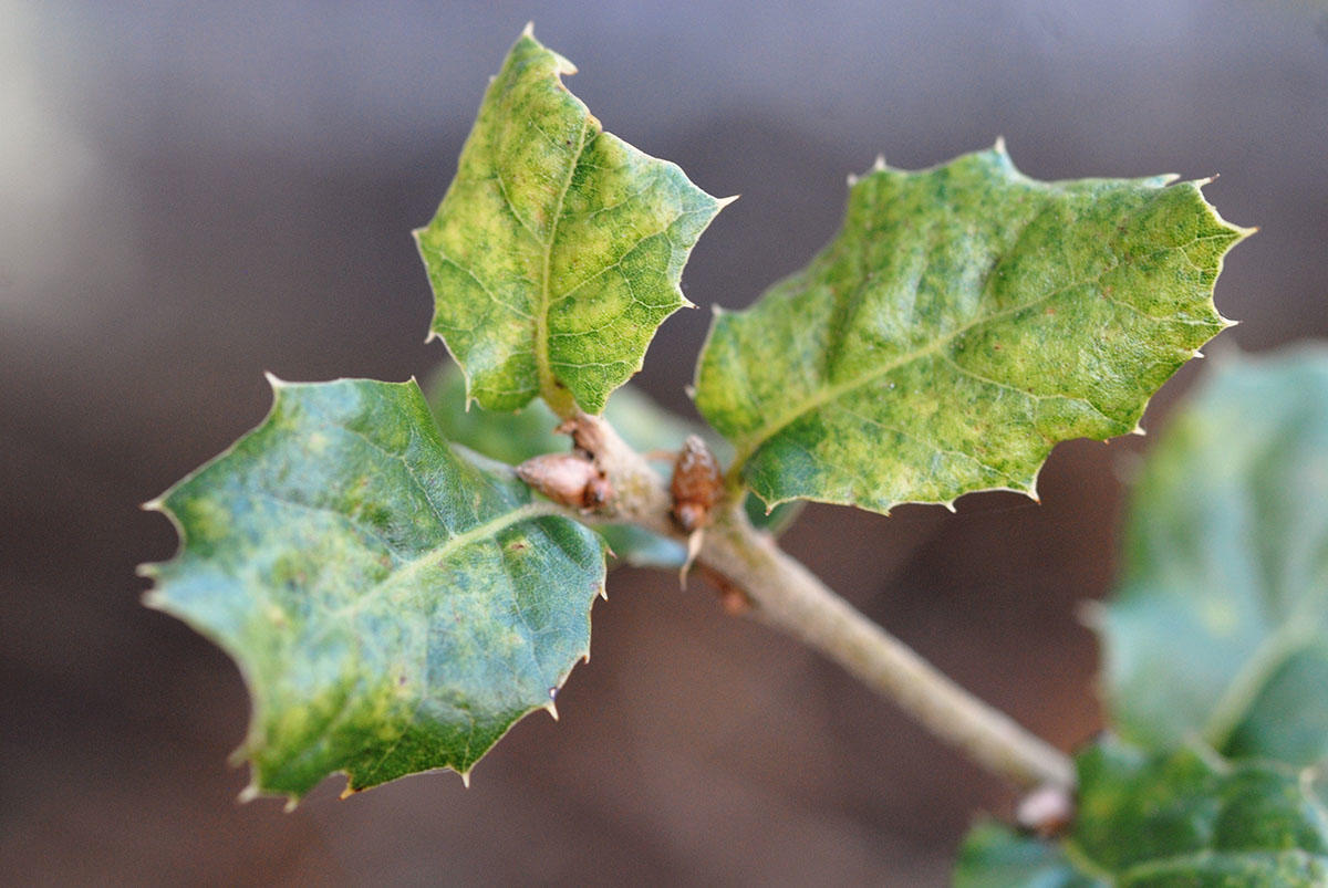 Close-up of coast live oak leaves at the tip of a branch