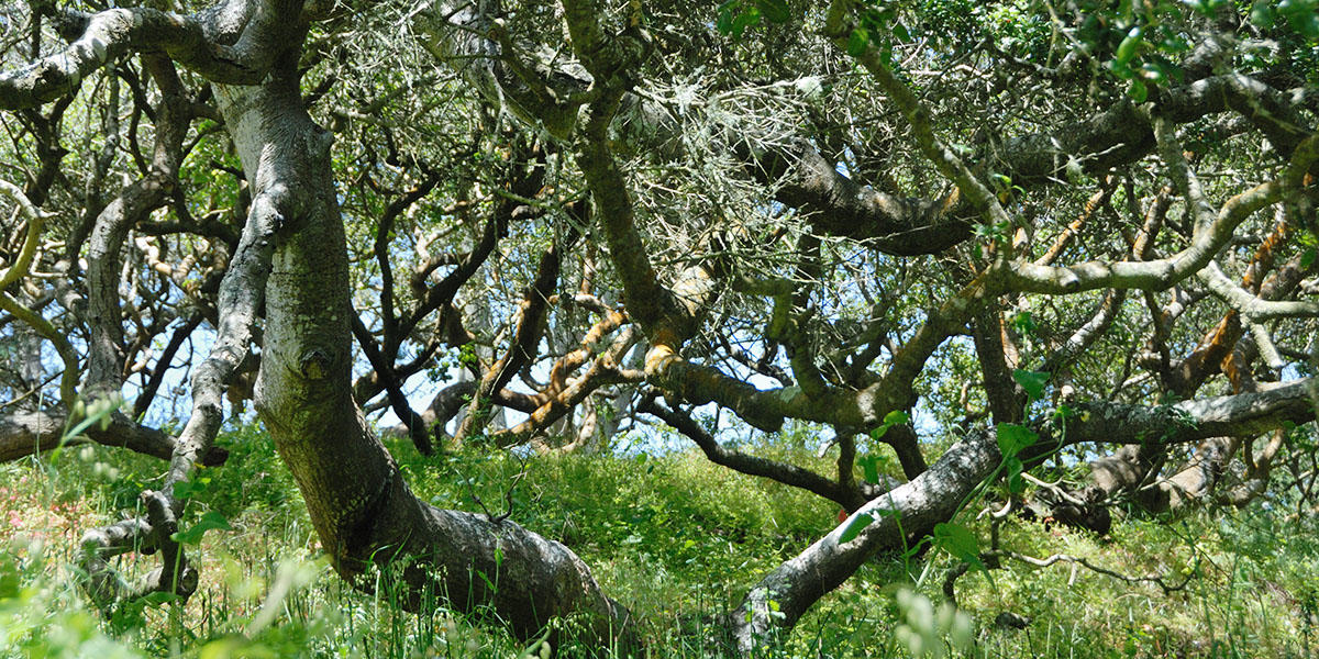 Coast Live Oak Trees with crooked, spreading trunks and branches