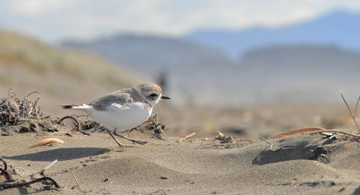 Endangered Species | Golden Gate National Parks Conservancy Endangered Species | Golden Gate National Parks Conservancy
