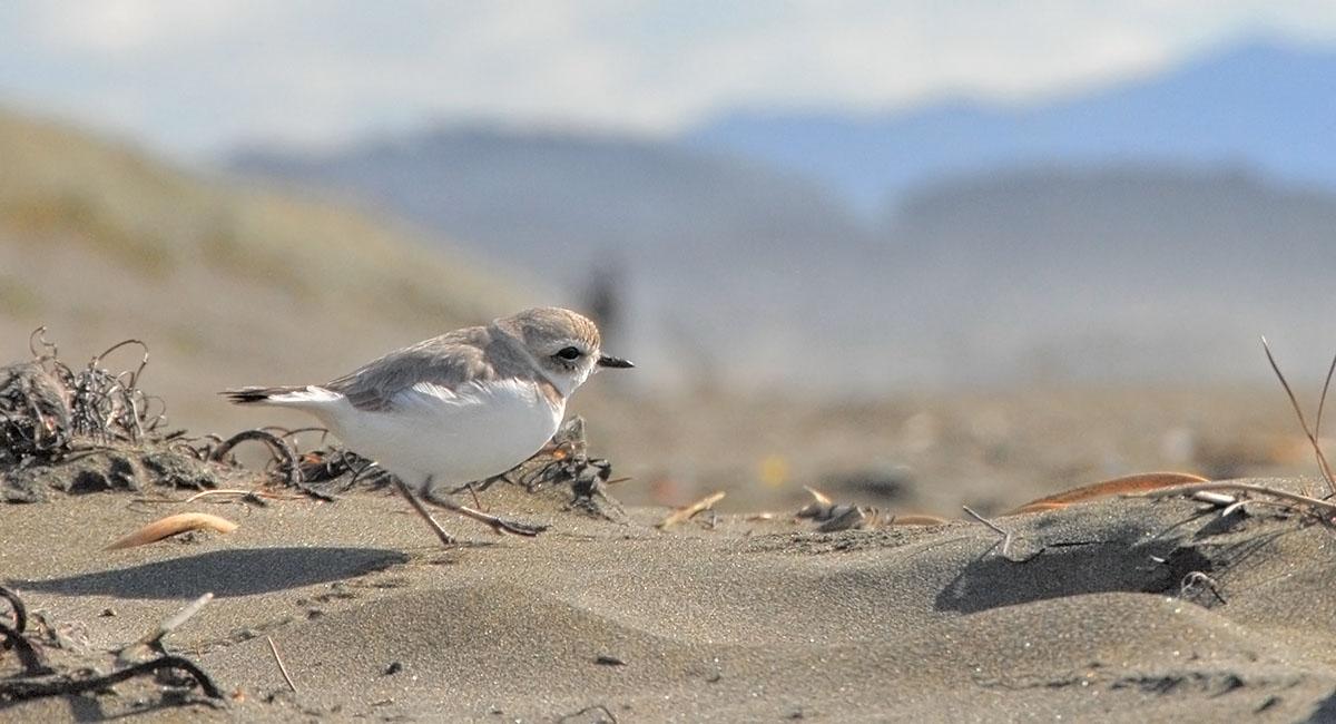 Small, sand-colored bird walking across a beach leaving a trail of tiny footprints in the sand