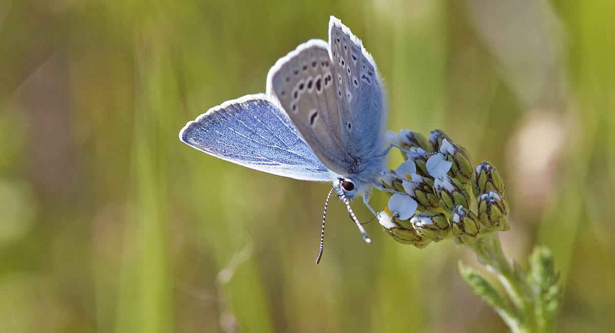 Small blue butterfly with two rows of white-rimmed black dots on the underside of its wings, drinking from a flower