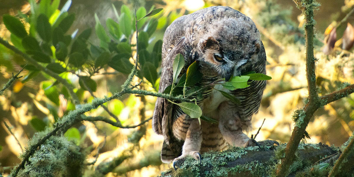 Great Horned Owl chick