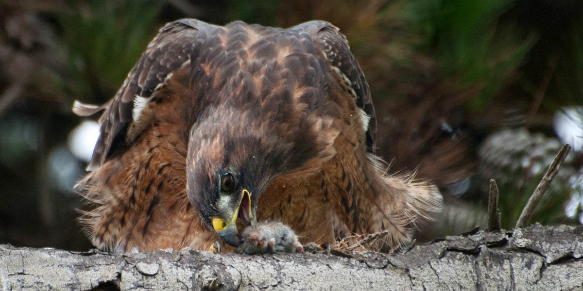 Red-tailed Hawk and gopher