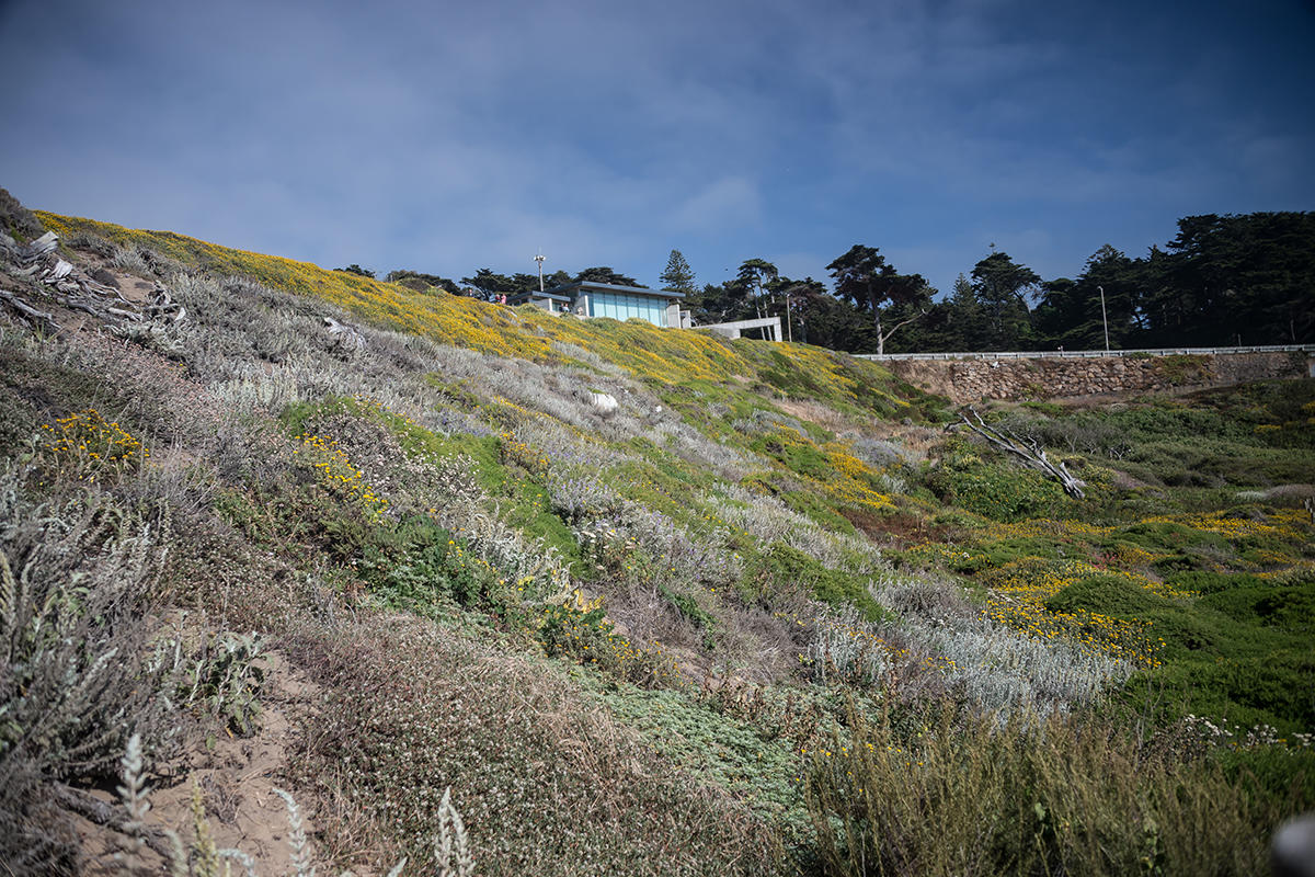 Hawk circling Sutro Baths