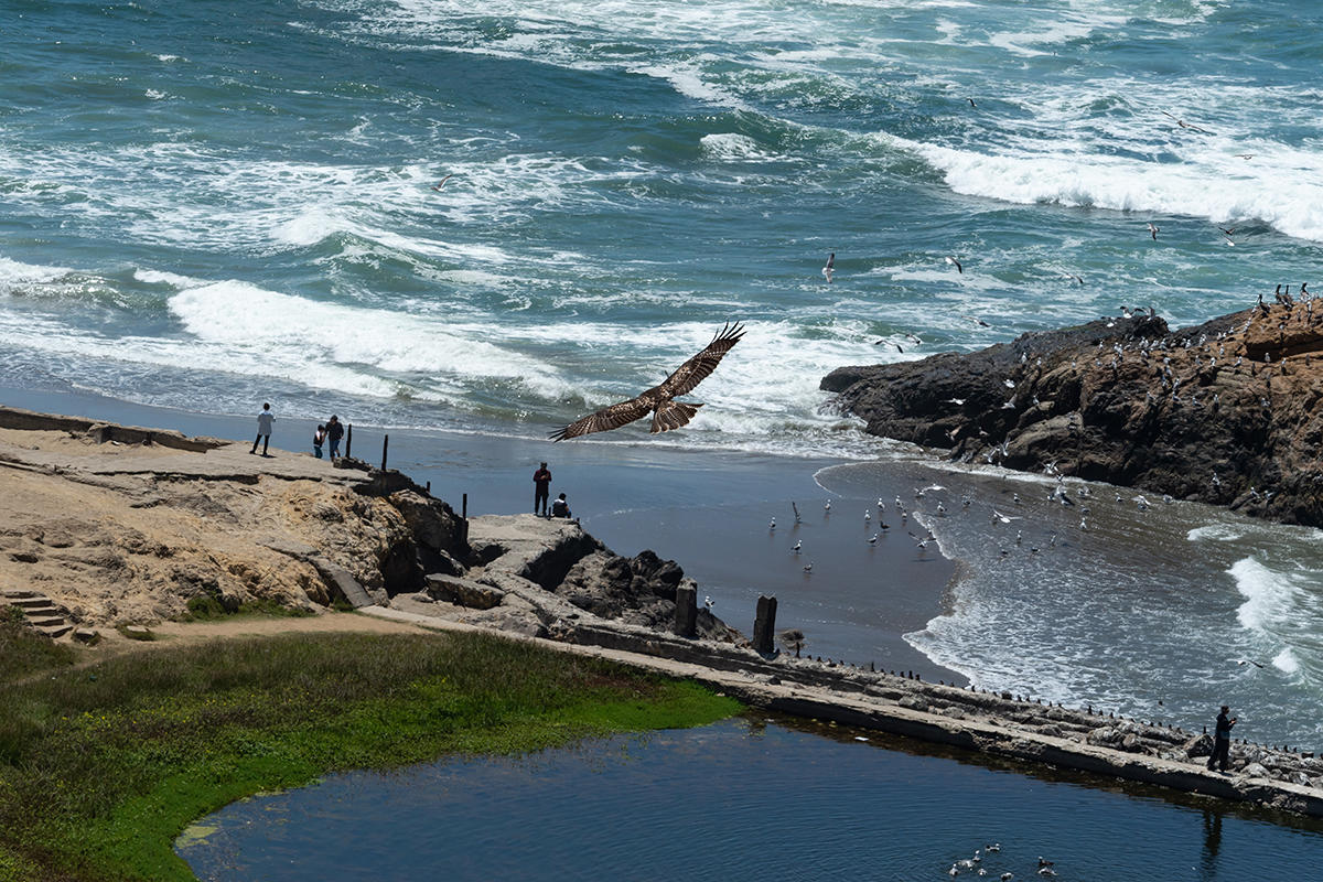 Hawk circling Sutro Baths