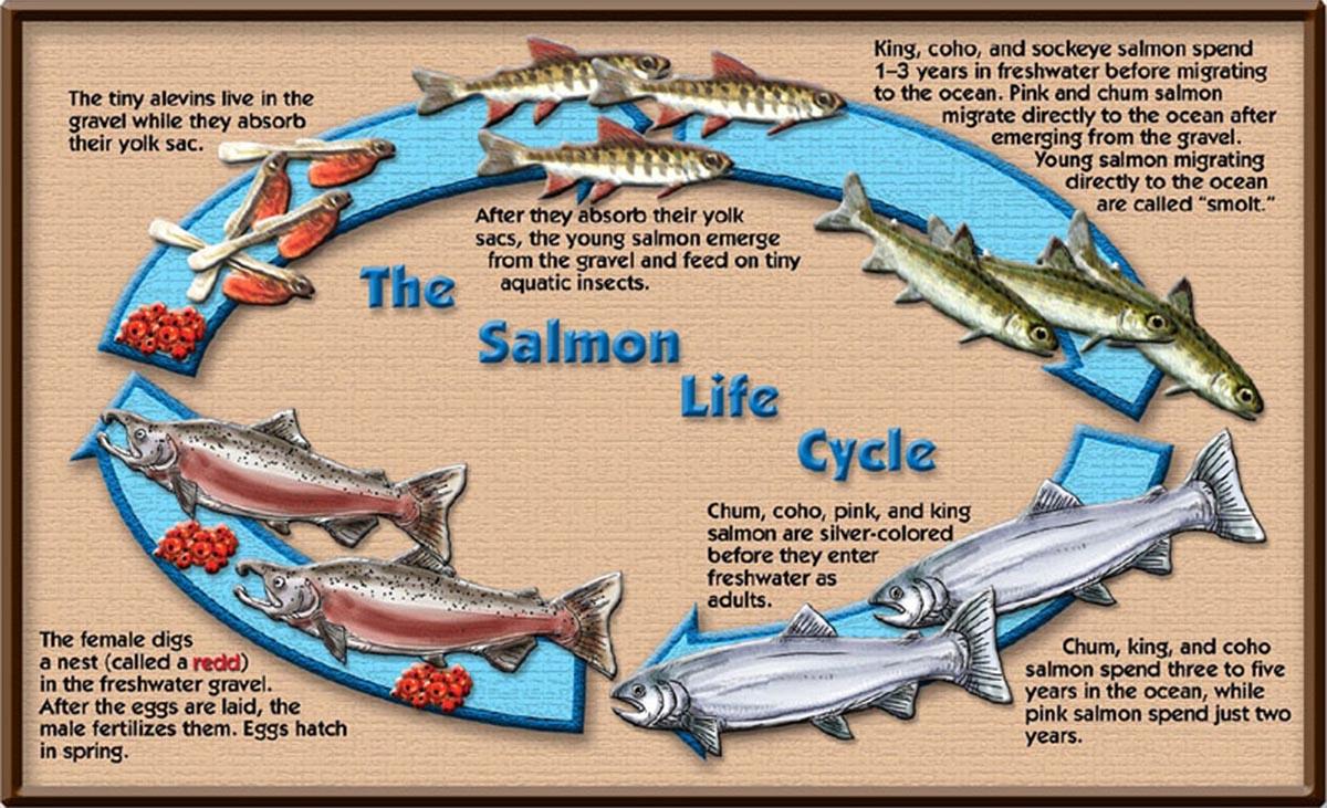 The life cycle of a salmon.