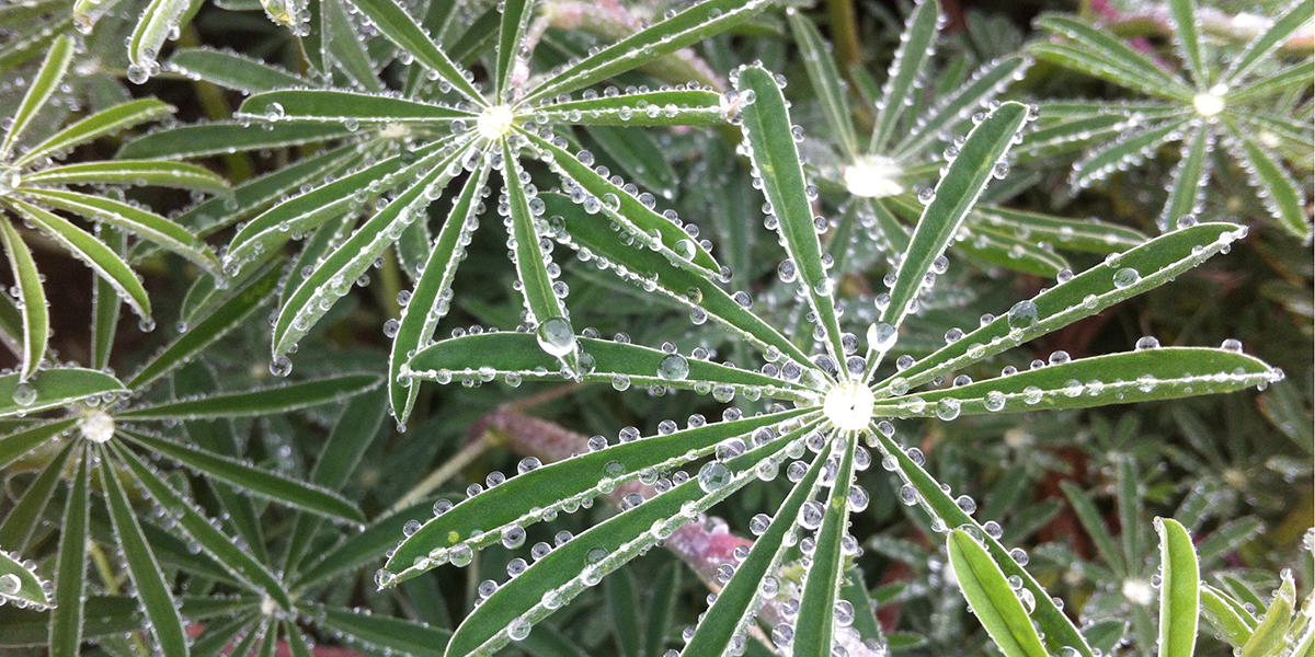 Water drops bejewel some lupine, the host plant for the endangered mission blue butterfly