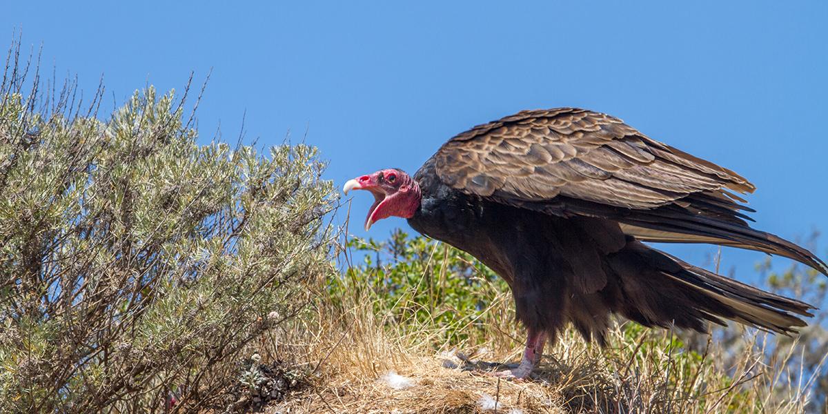 Turkey Vulture