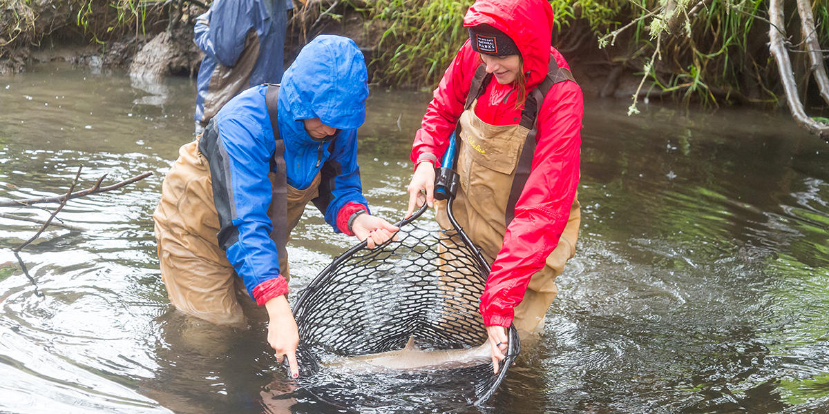 Coho salmon release