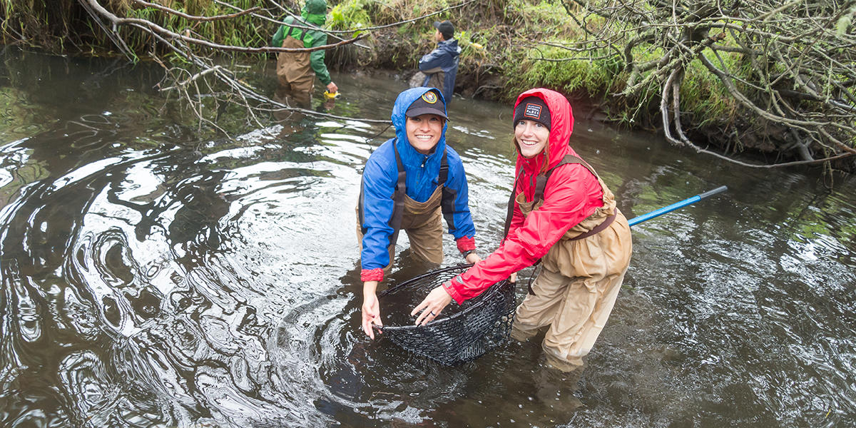 Parks Conservancy staff help release coho salmon at Redwood Creek