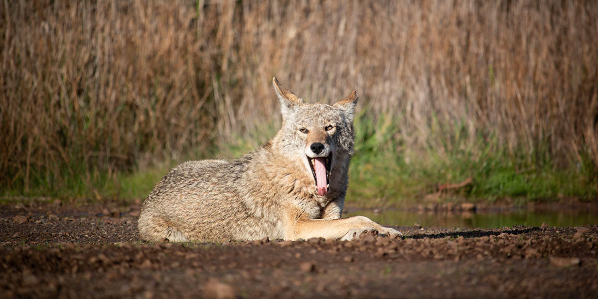 Coyote with its mouth open in the Golden Gate National Recreation Area.