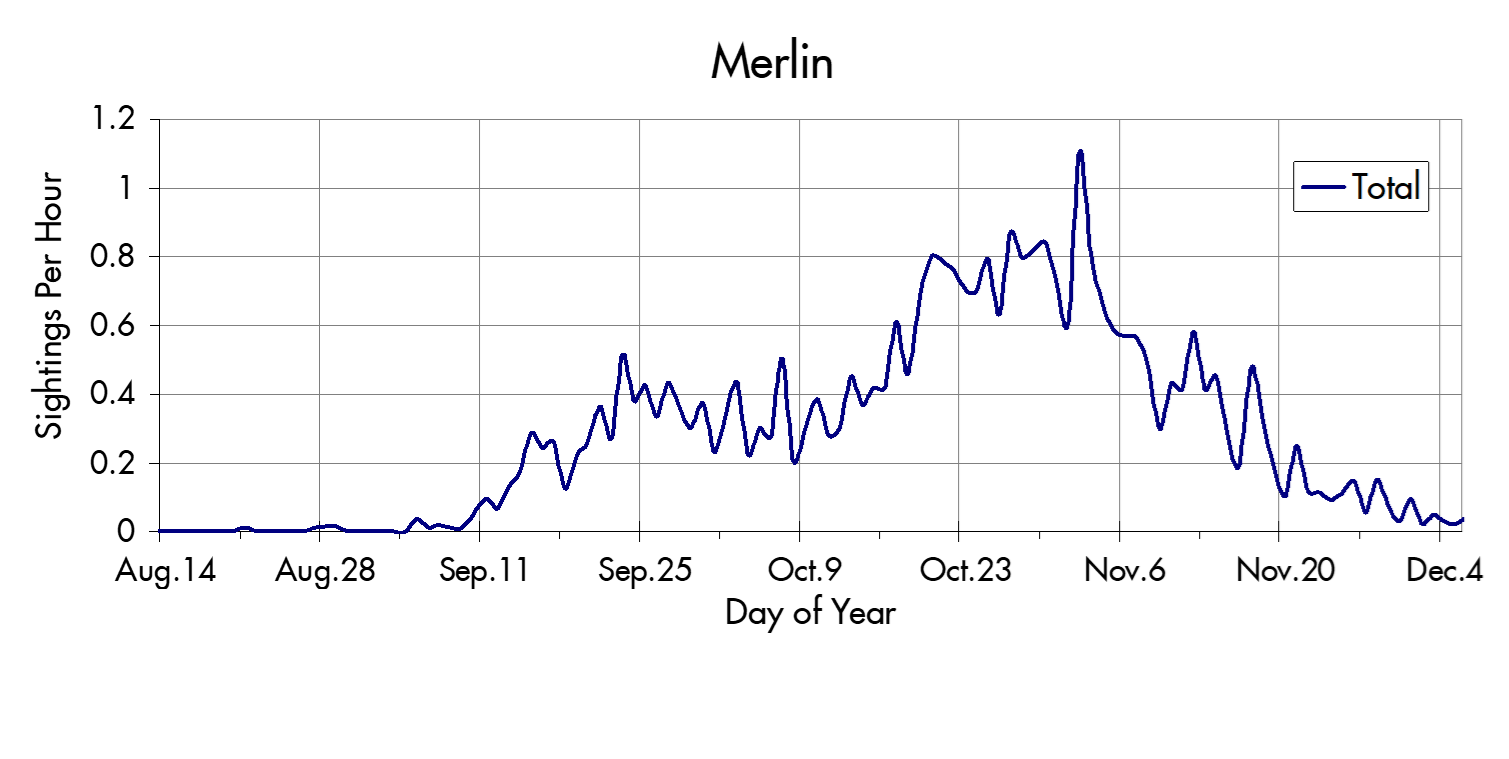 Merlin migration trends at the Marin Headlands