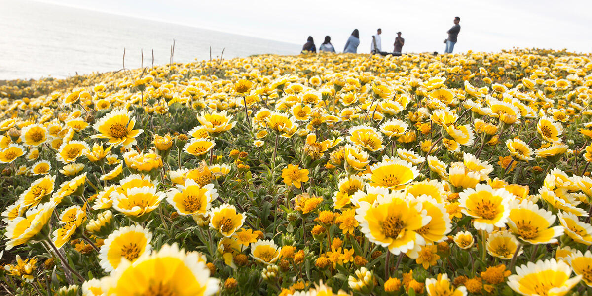 Yellow and white wildflowers cover a bluff at Mori Point in San Mateo County.