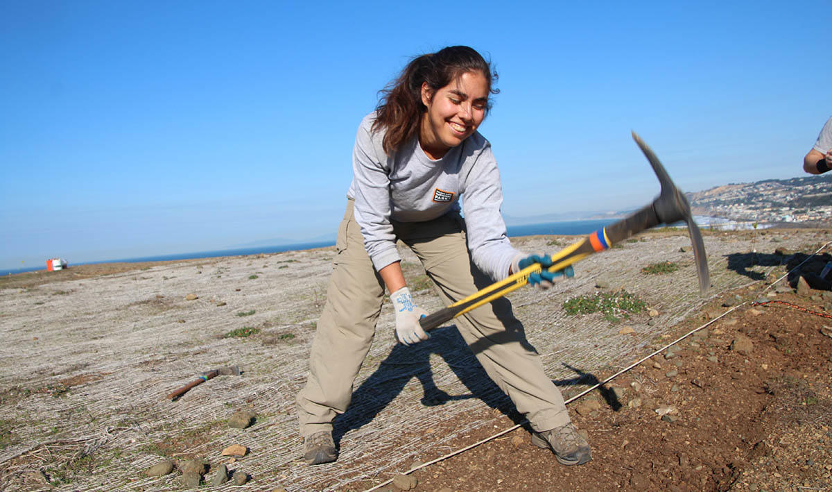 Breaking up the soil at Mori Point.