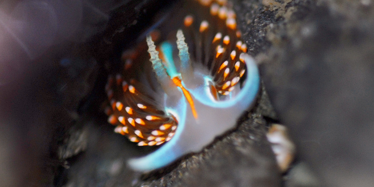 Nudibranch observed in a park tidepool