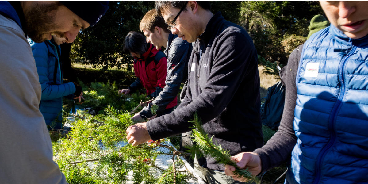 Creating wreaths from nature