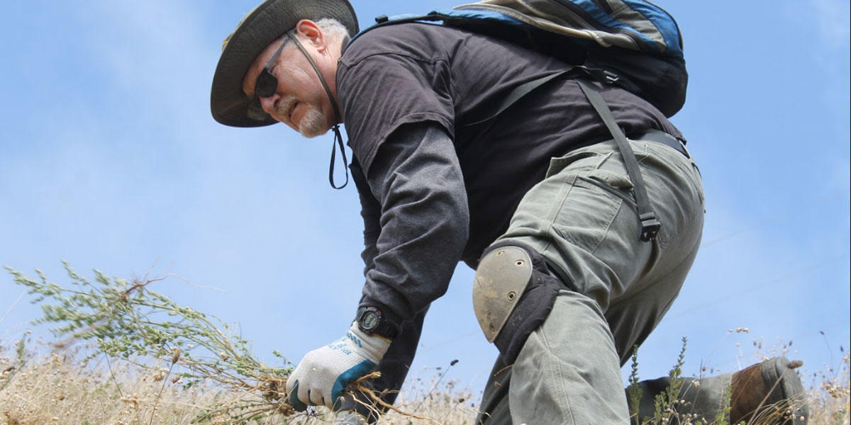 A volunteer gathers plants on a hill top