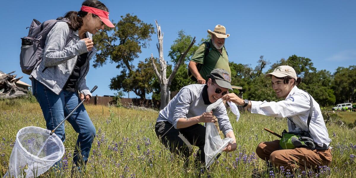 Four volunteers catching bumbles bees with nets in an open field.