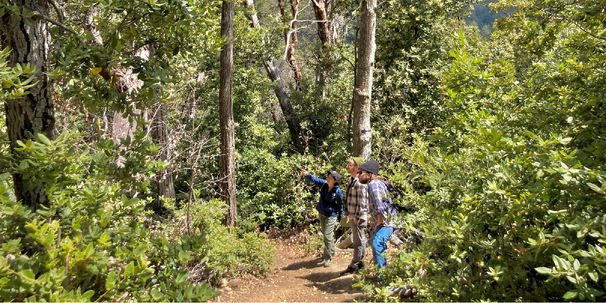 One Tam forest health program