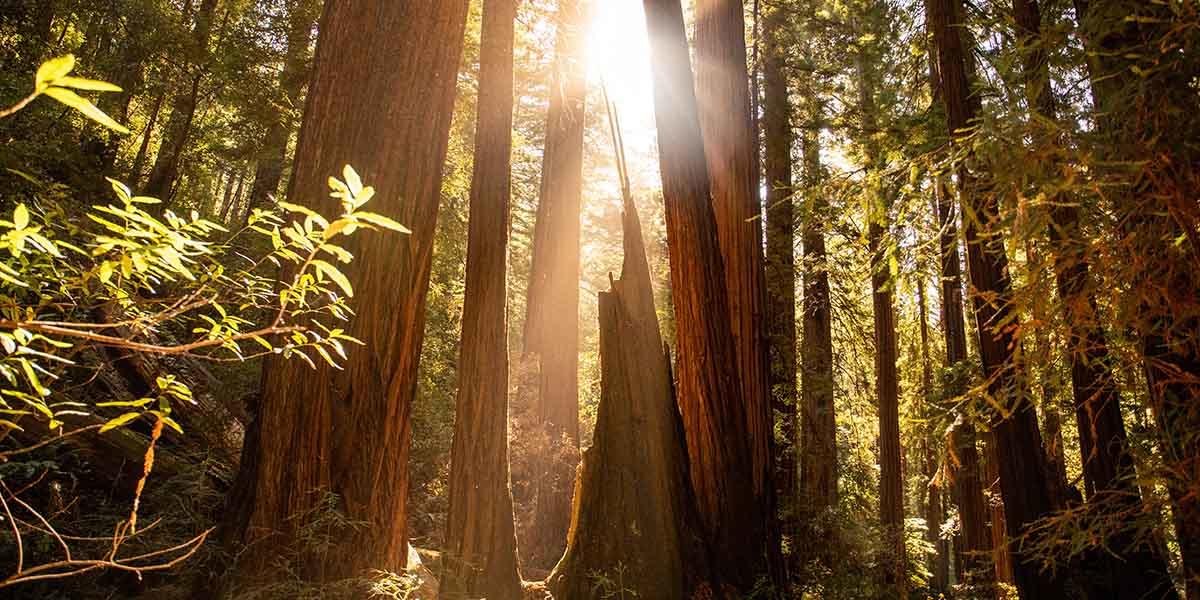 Redwood trees at Muir Woods Redwood trees at Muir Woods