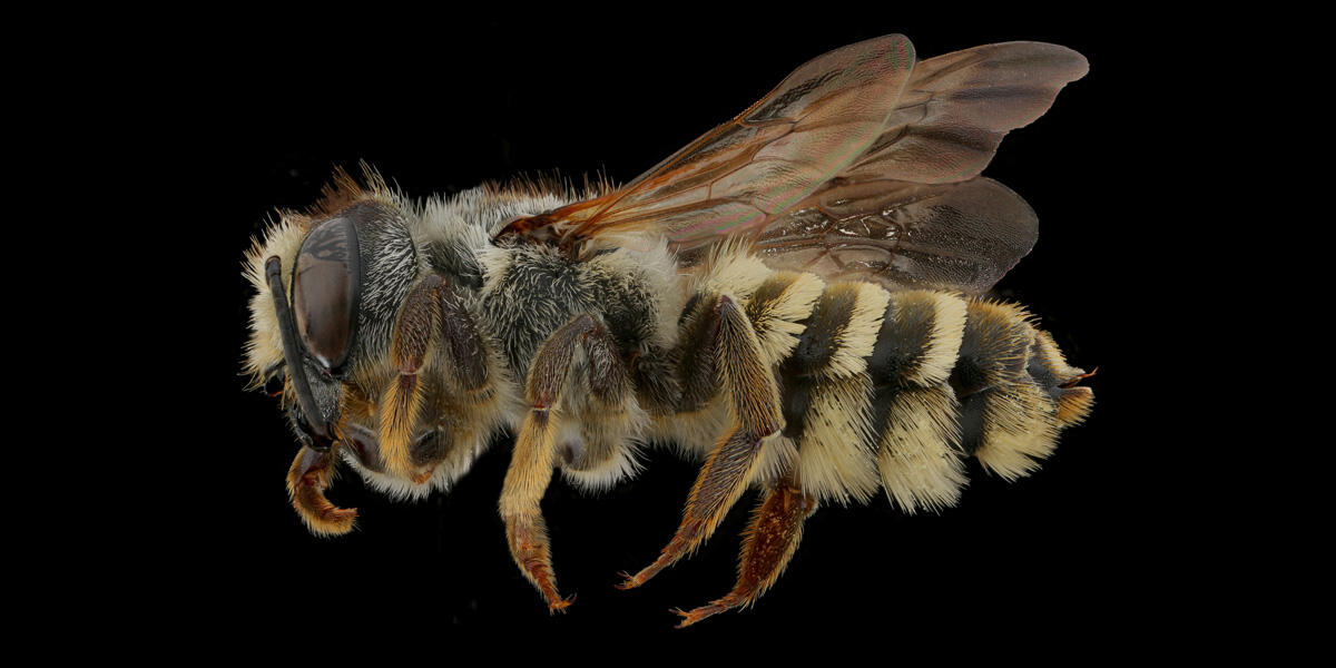 Tamalpais Bee Lab macrophotography. Shown is a black and white Megachile fidelis.
