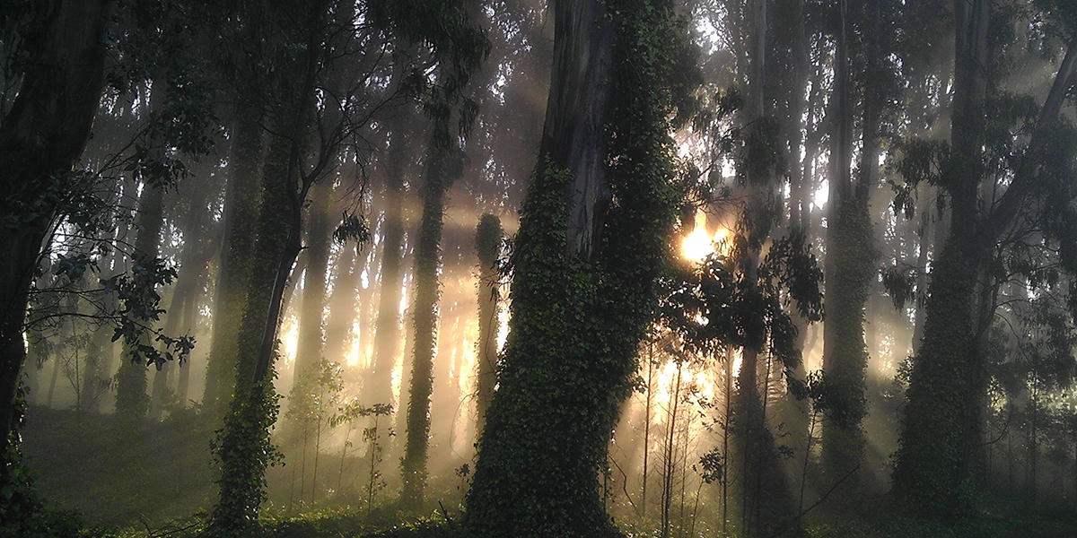 For the lucky ones among us who work at—or commute through—Rob Hill Campground in the Presidio, this fairyland-like sight never fails to enchant