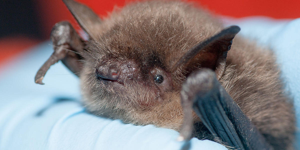 Myotis yumanensis (Yuma myotis)