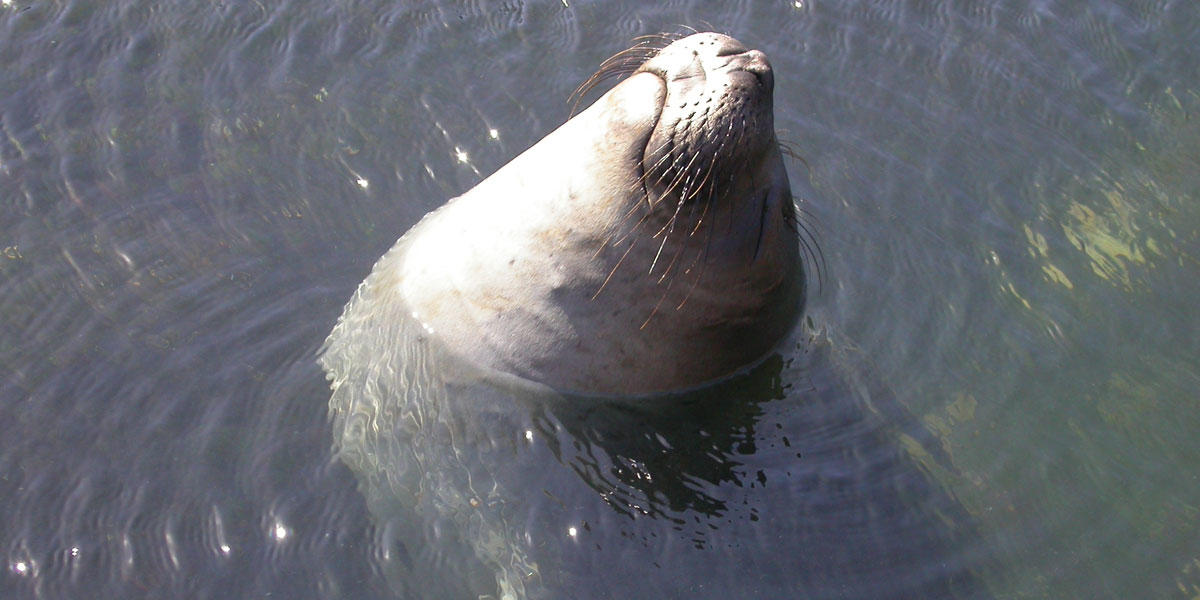 An elephant seal closes its eyes while keeping its head above water