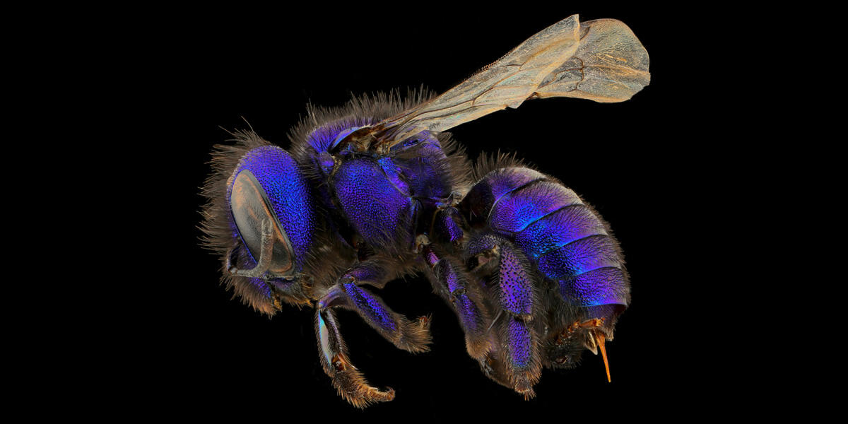 Tamalpais Bee Lab macrophotography. Shown is a purple Osmia cobaltina.