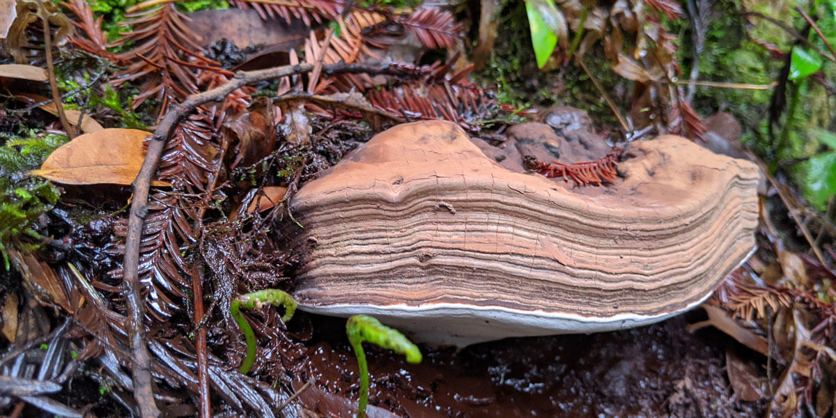 Leaves, twigs, and earth surround a Conk mushroom in the forest