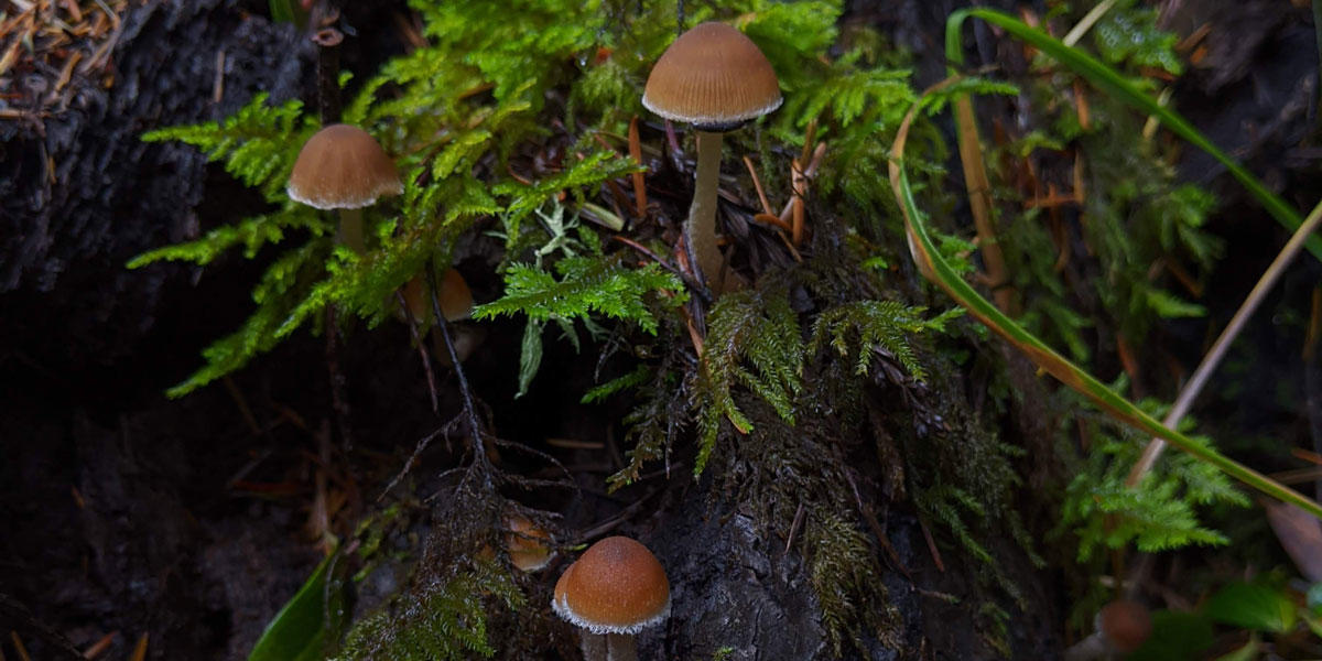 mushrooms growing within moss and ferns