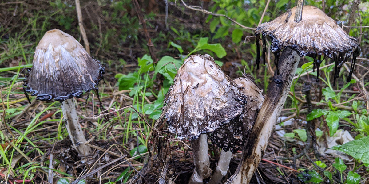 Mushrooms growing low to ground release a black slime  